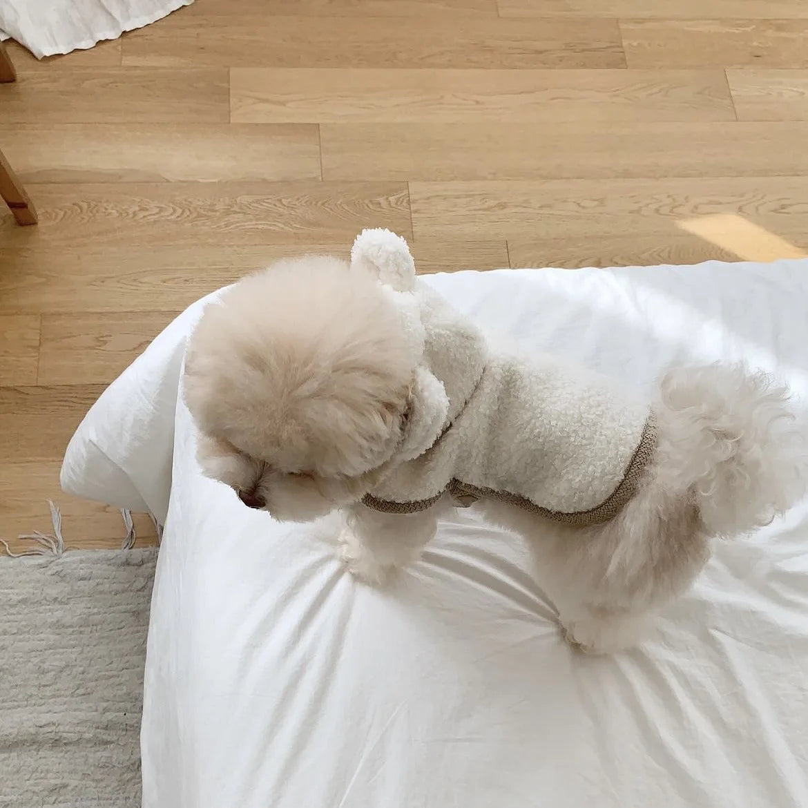 Warm Pet Clothing Cape Pet Hood Cape Small Dog Cat Teddy Autumn and Winter Thickened Puppy Clothes Designer Dog Clothes