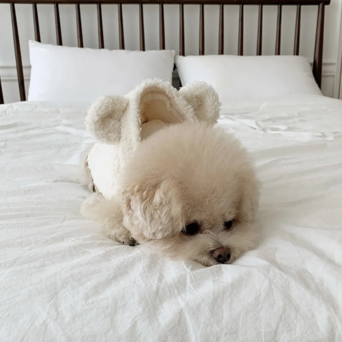 Warm Pet Clothing Cape Pet Hood Cape Small Dog Cat Teddy Autumn and Winter Thickened Puppy Clothes Designer Dog Clothes