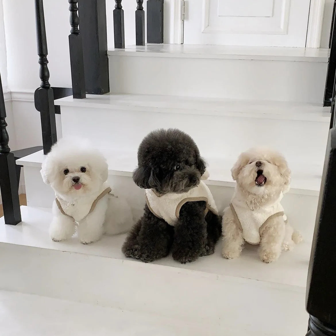Warm Pet Clothing Cape Pet Hood Cape Small Dog Cat Teddy Autumn and Winter Thickened Puppy Clothes Designer Dog Clothes