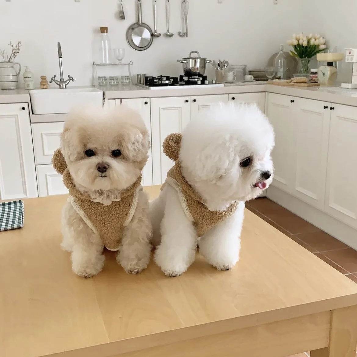 Warm Pet Clothing Cape Pet Hood Cape Small Dog Cat Teddy Autumn and Winter Thickened Puppy Clothes Designer Dog Clothes