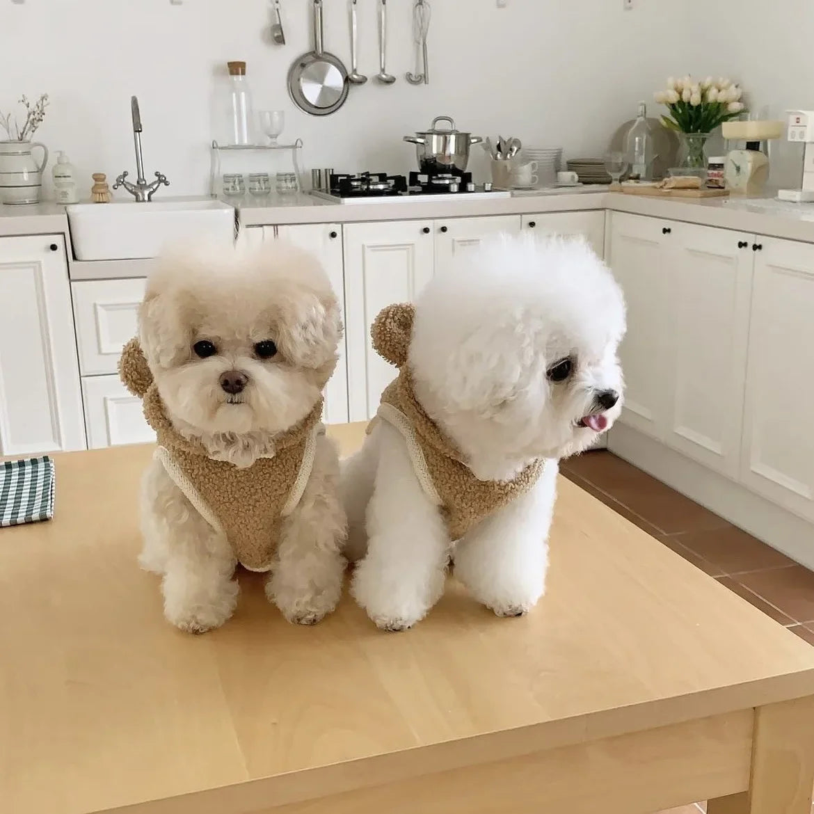 Warm Pet Clothing Cape Pet Hood Cape Small Dog Cat Teddy Autumn and Winter Thickened Puppy Clothes Designer Dog Clothes